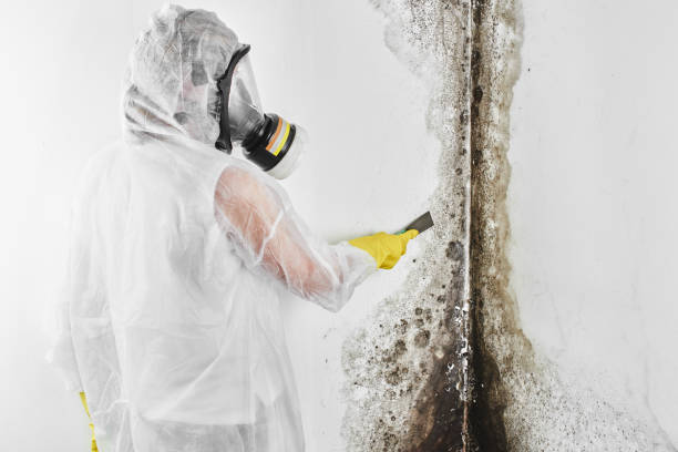 Crawl Space Mold Removal in Kingsville, TX