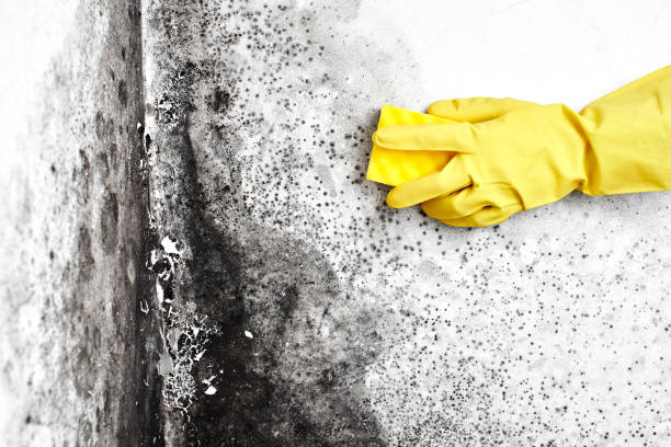 Best Best Mold Removal Companies  in Kingsville, TX