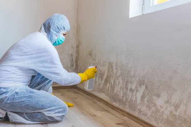 Best Attic Mold Removal  in Kingsville, TX