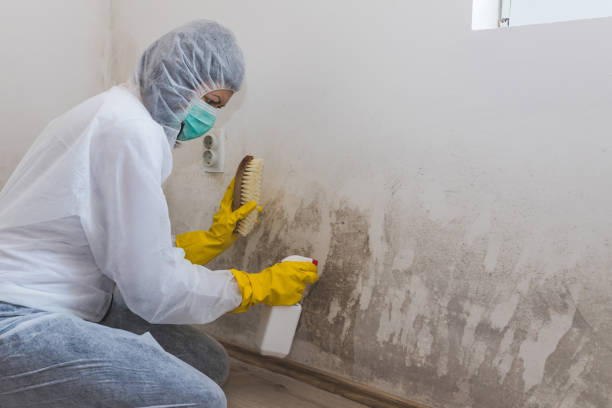 Crawl Space Mold Removal in Kingsville, TX