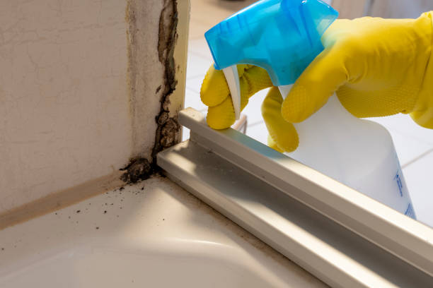 Best Certified Mold Removal  in Kingsville, TX