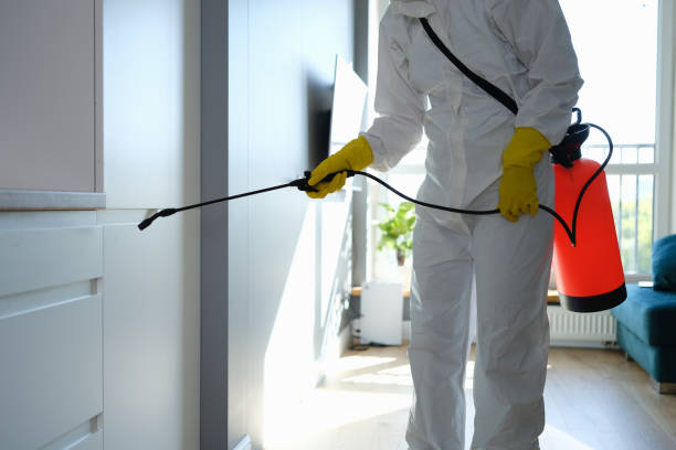 Attic Mold Removal in Kingsville, TX