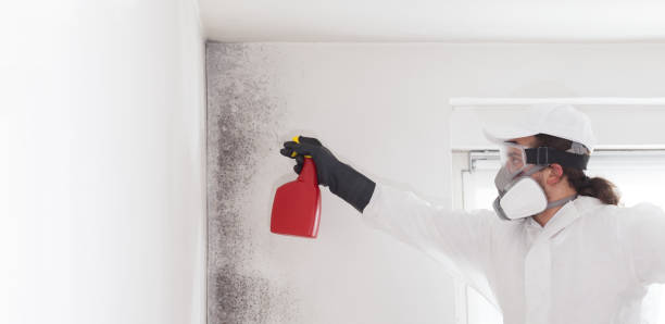 Mold Removal Process in Kingsville, TX