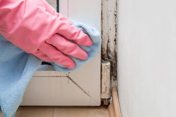 Best Emergency Mold Removal  in Kingsville, TX